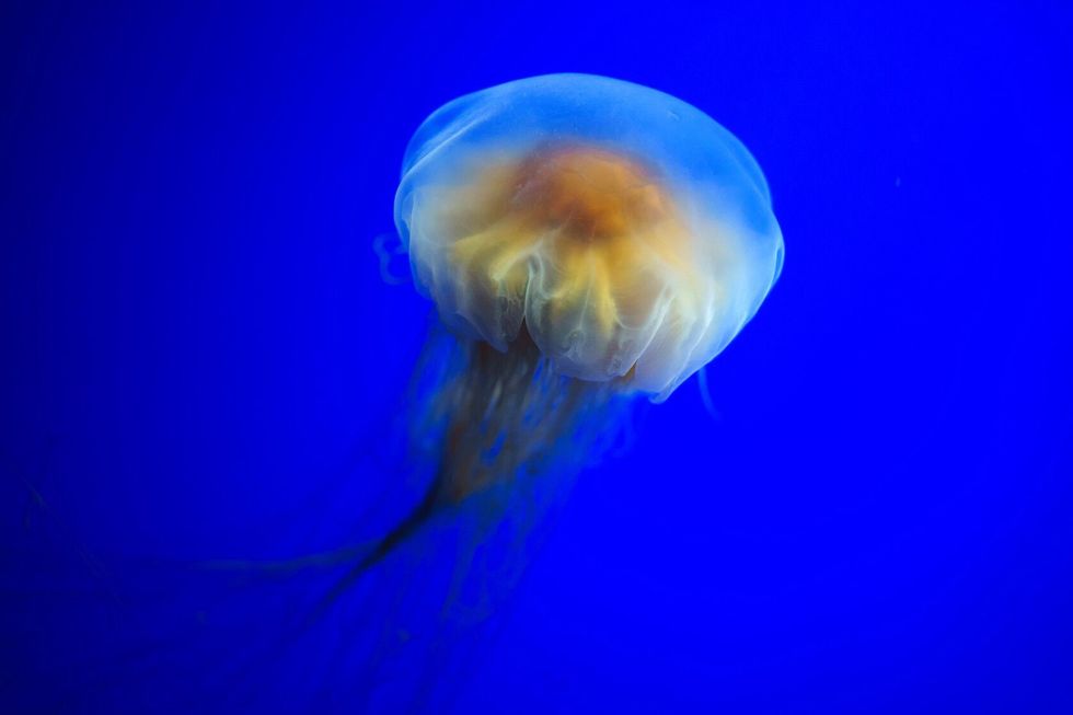 Lion's mane jellyfish.