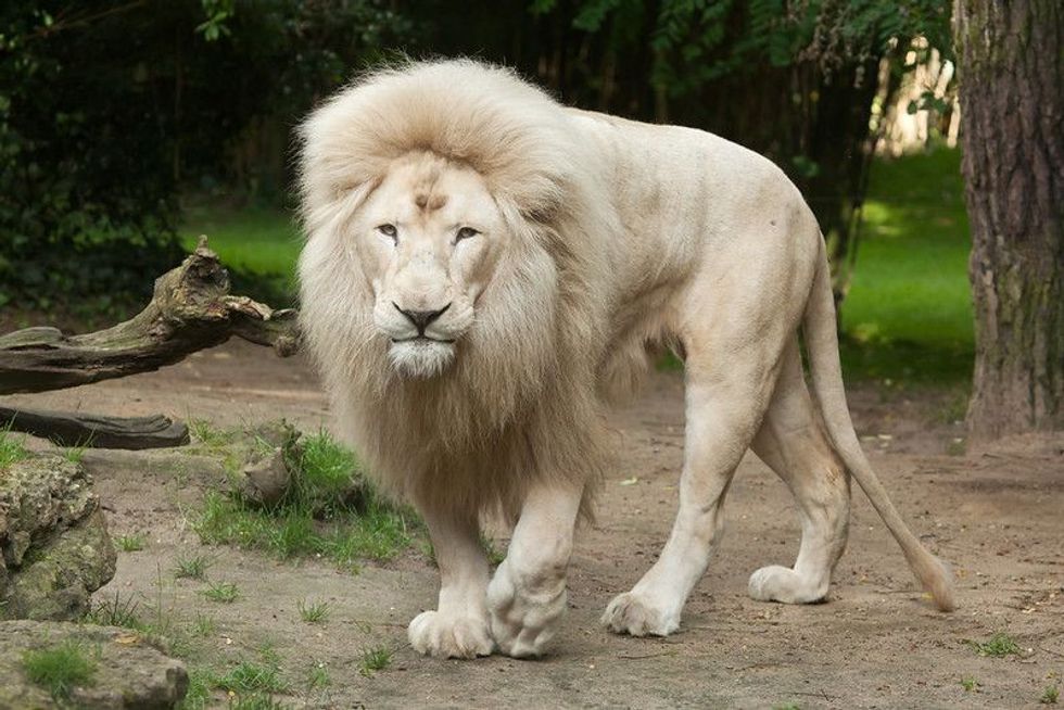 lioness in woodland 