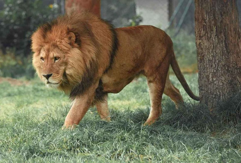 lions can eat any animal they may find