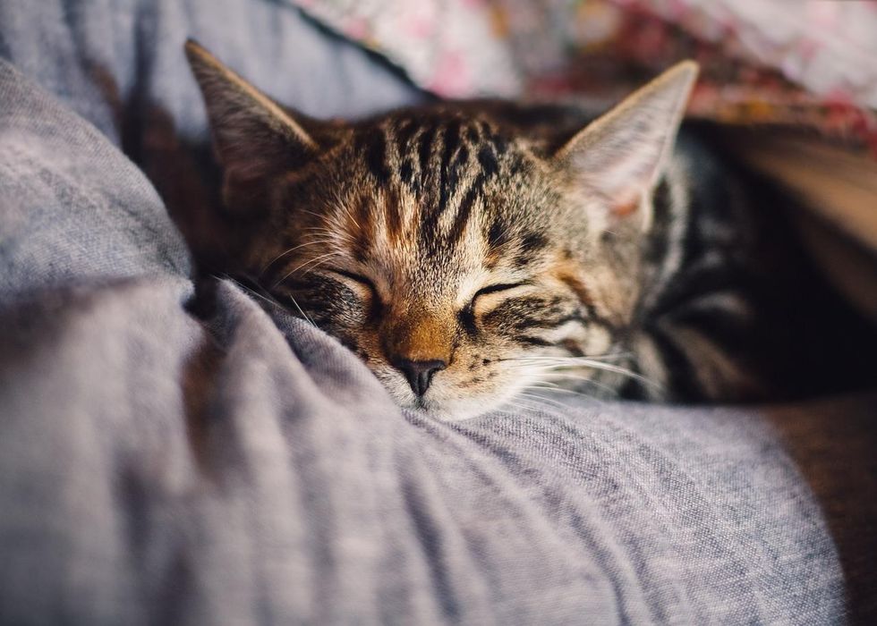 List of exotic cat names is inspired by Indian, African, Spanish, Persian, Egyptian, and Arabic cultures.