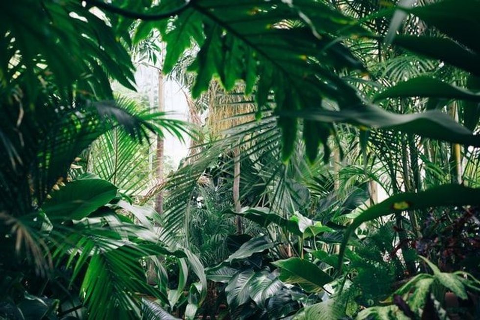 List of jungle names will include jungle city names, jungle theme names, and jungle animal names.