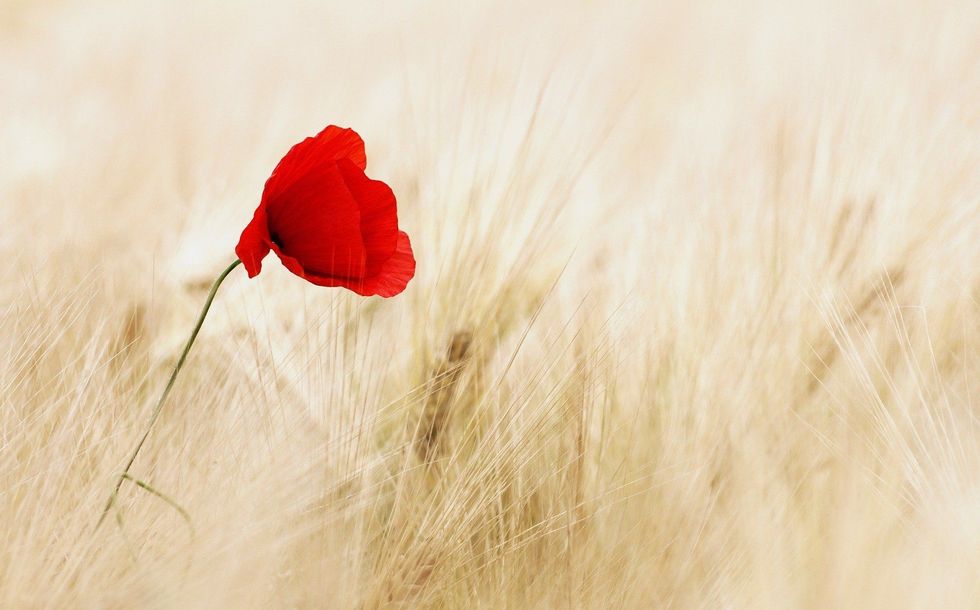 List of Poppy names will feature Poppy girls' names for a boy and a girl.