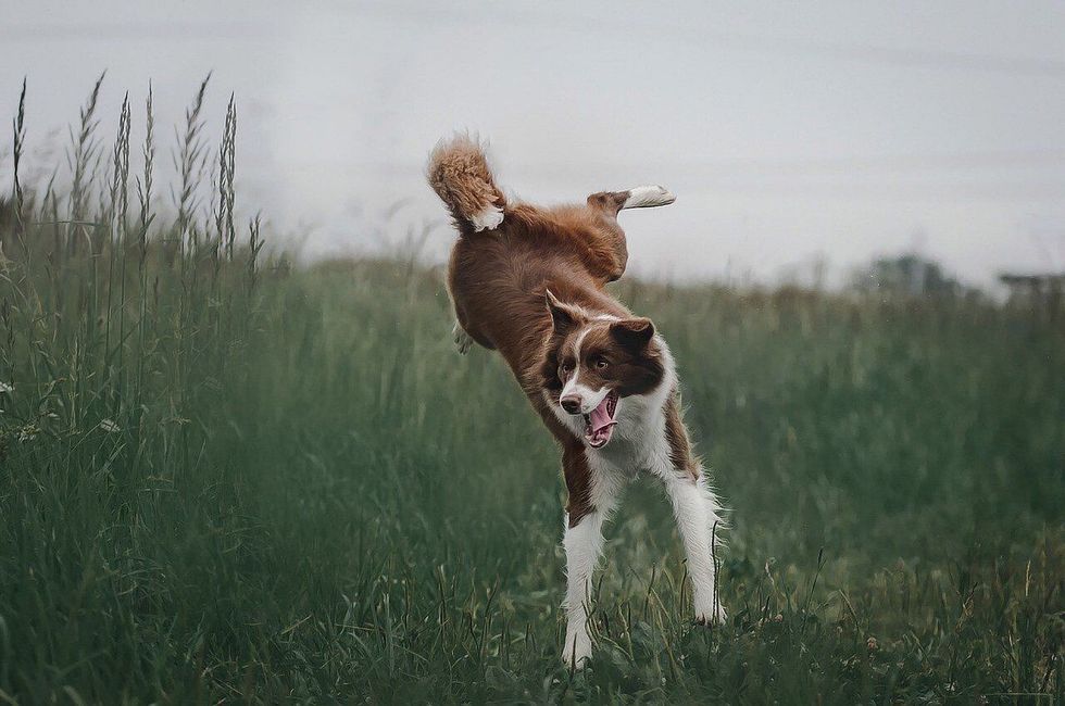 List of Welsh dog names features unqiue and creative Welsh female dog names and Welsh Corgi male dog names.