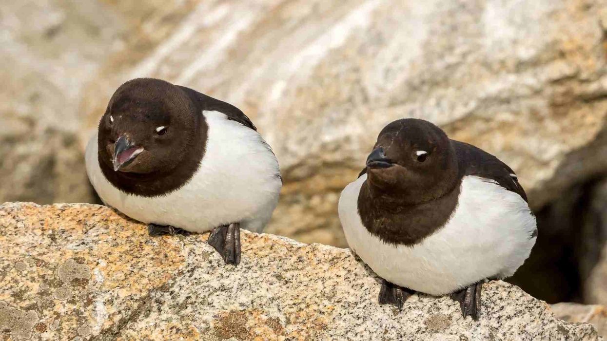 Little auk facts are all about the smallest European auk species.