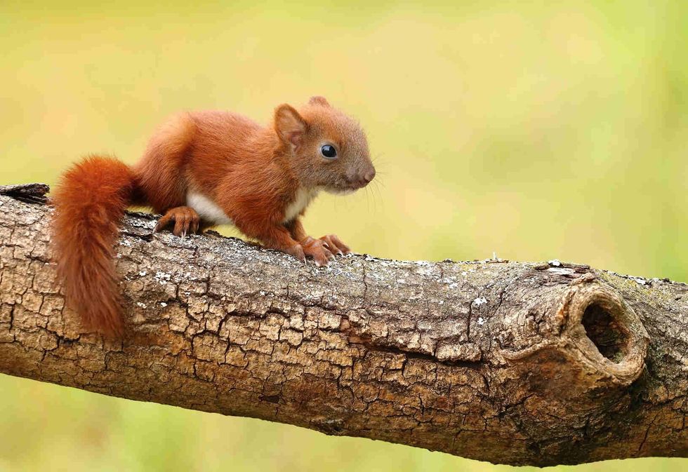 Little baby squirrel on a tree.