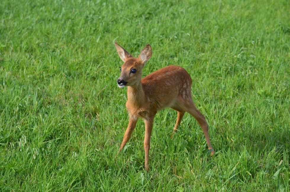 Little bambi in a forest