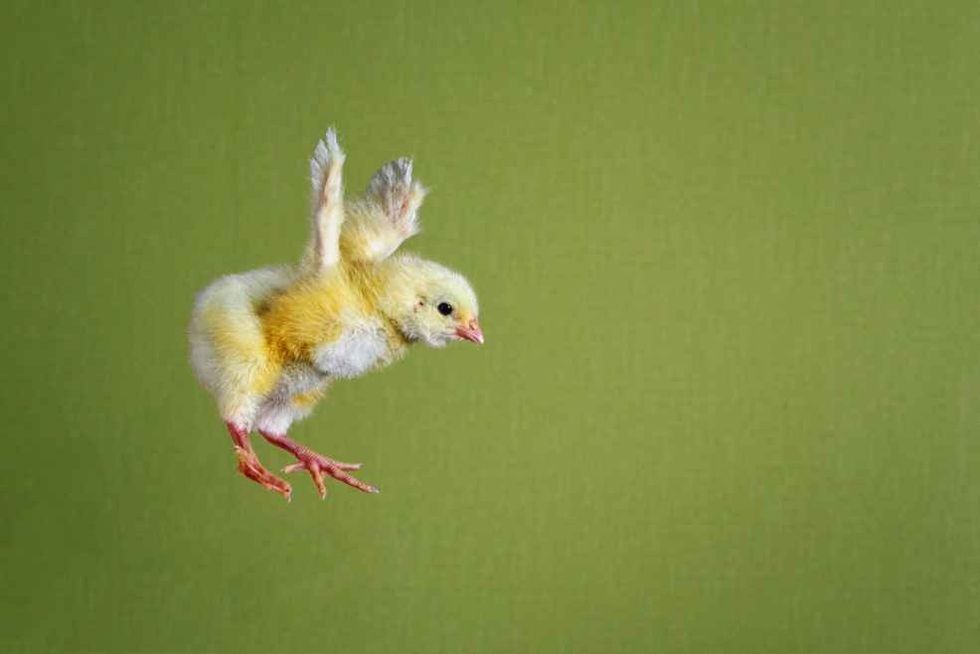 How High Can Chickens Fly? Are They Really Just Jumping? Kidadl