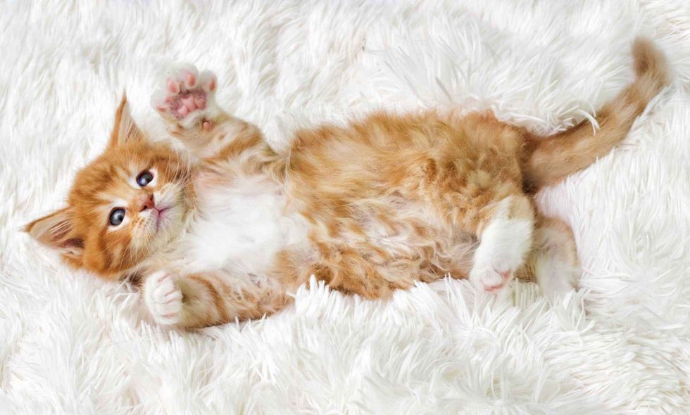 Little cute Maine coon kitten.