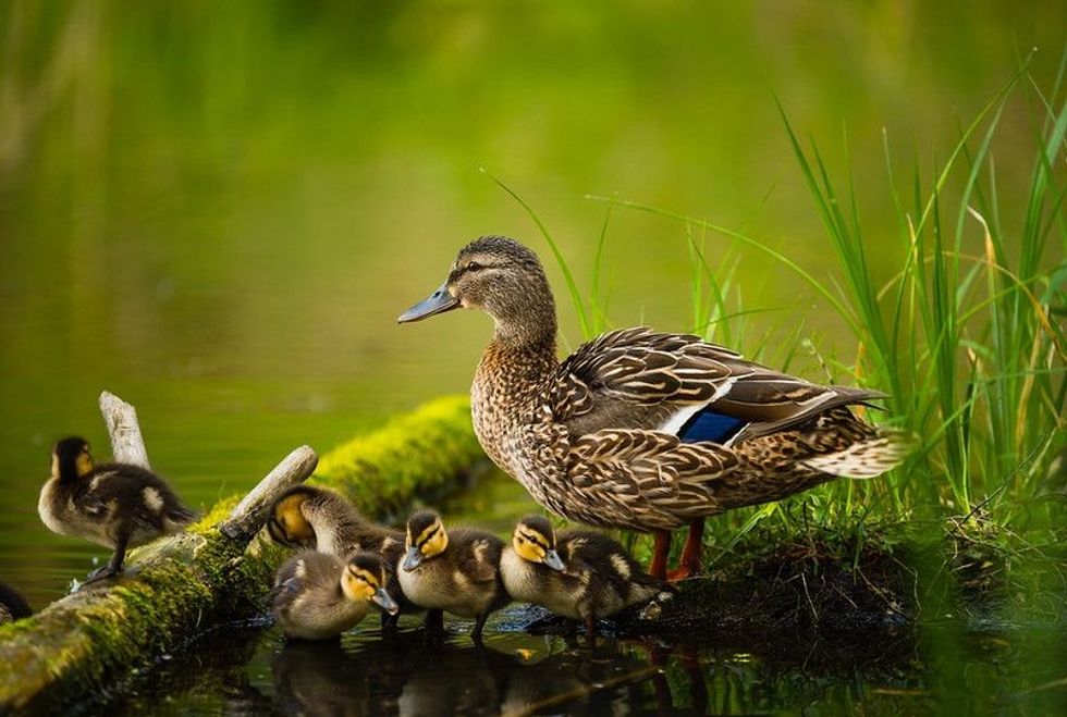 Little ducklings with mom duck in pond.