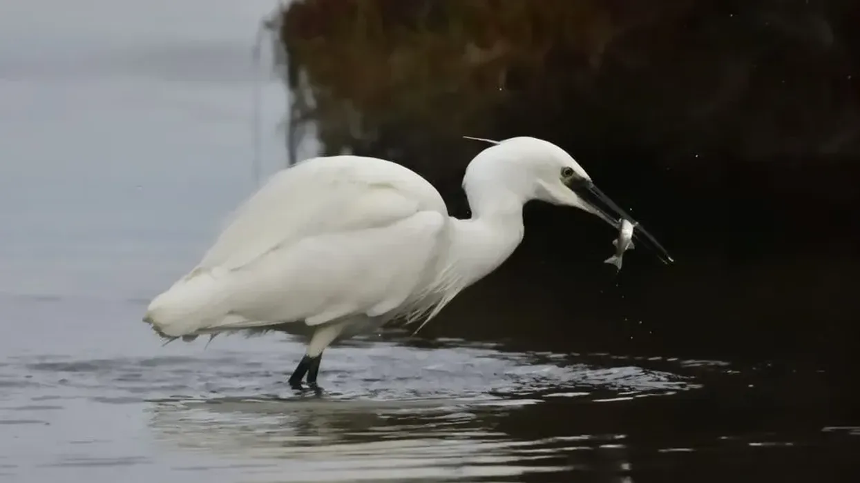 Little egret facts are very interesting.