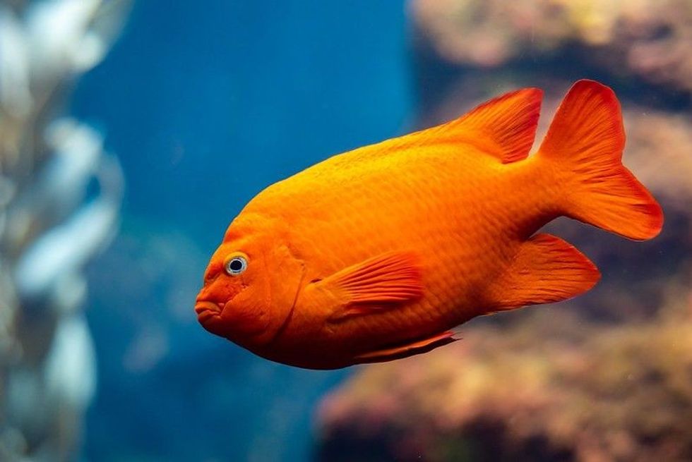 Little Garibaldi Damselfish