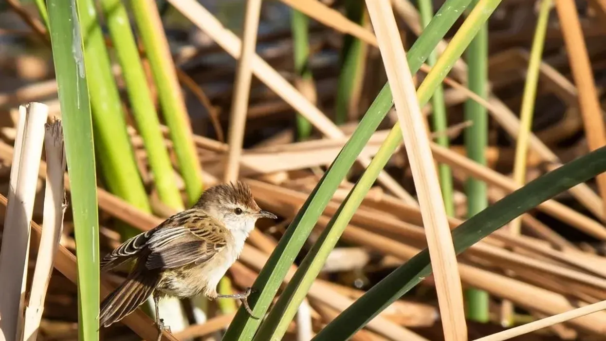 Little grassbird facts are all about a small bird of the Locustellidae family.