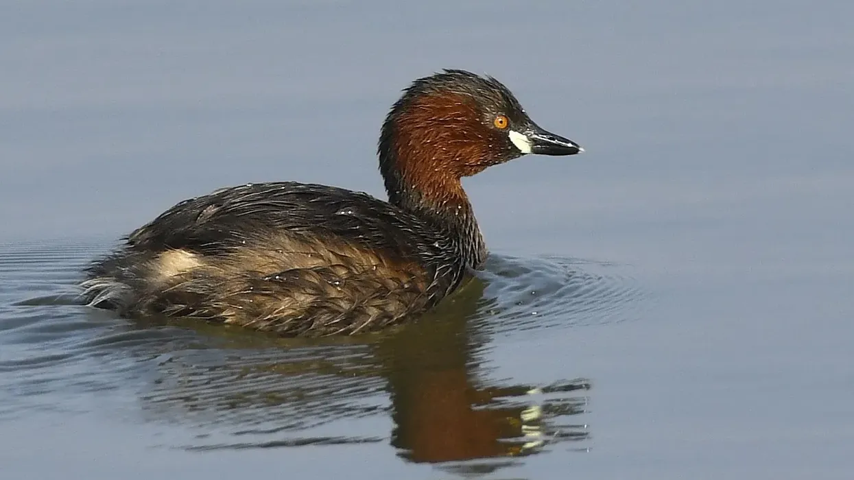 Little grebe facts are for bird lovers.