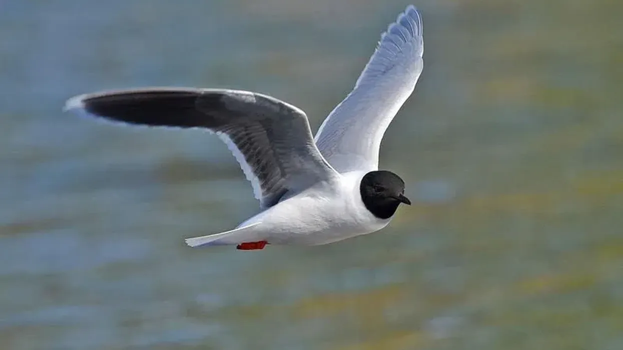 Little gull facts are fun to read