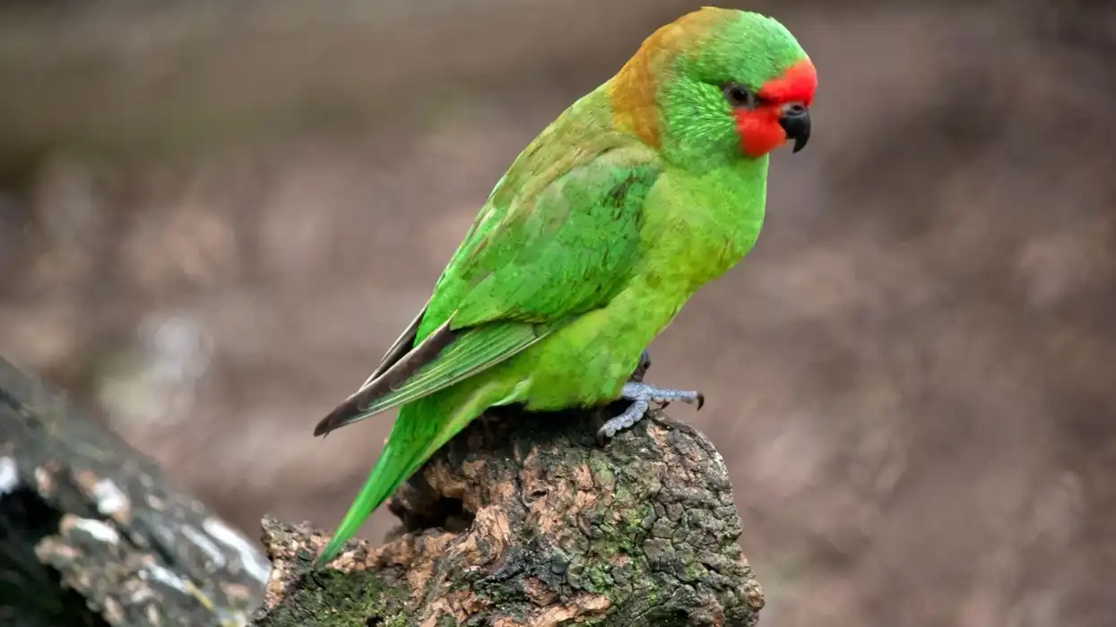 Little lorikeet facts are about magnificent parrot species.