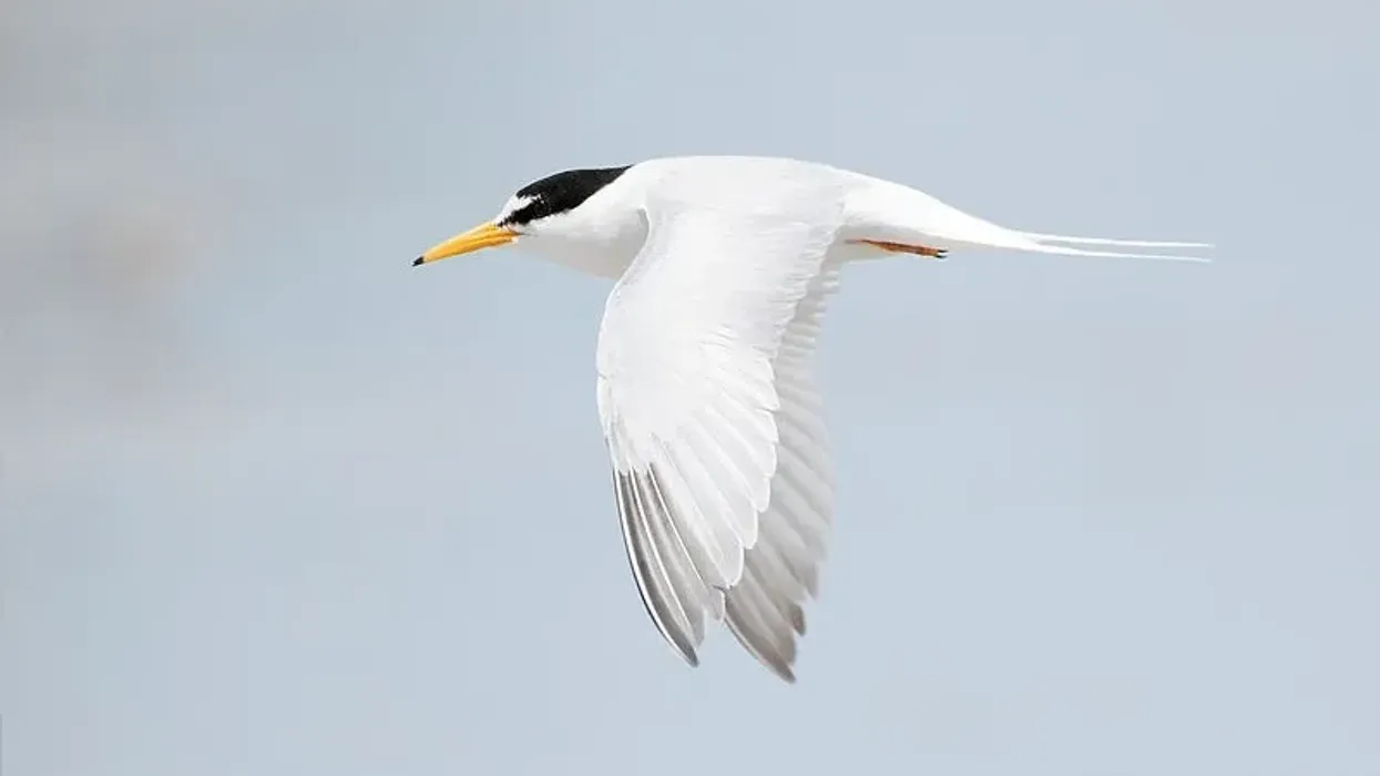 Little tern facts, catches its prey such as fish by plunge-diving.