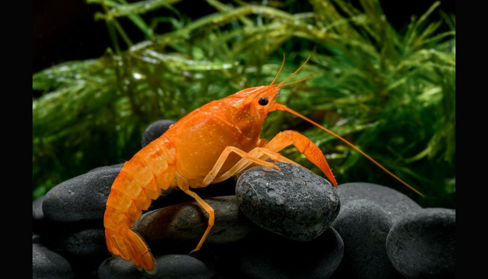 Live baby orange crayfish with rock and water. 