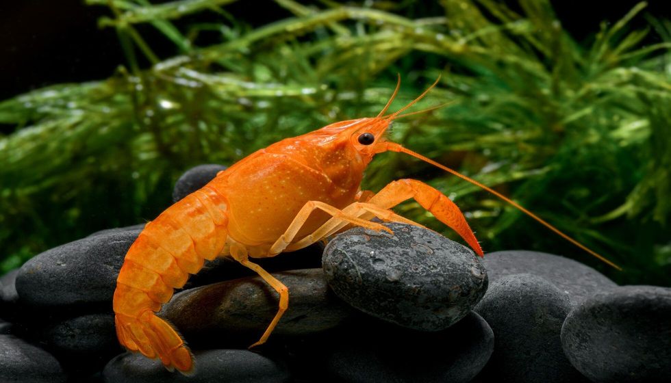 Live baby orange crayfish.