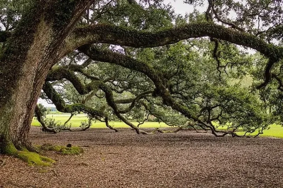 Live oak tree facts explore all about this strong tree.