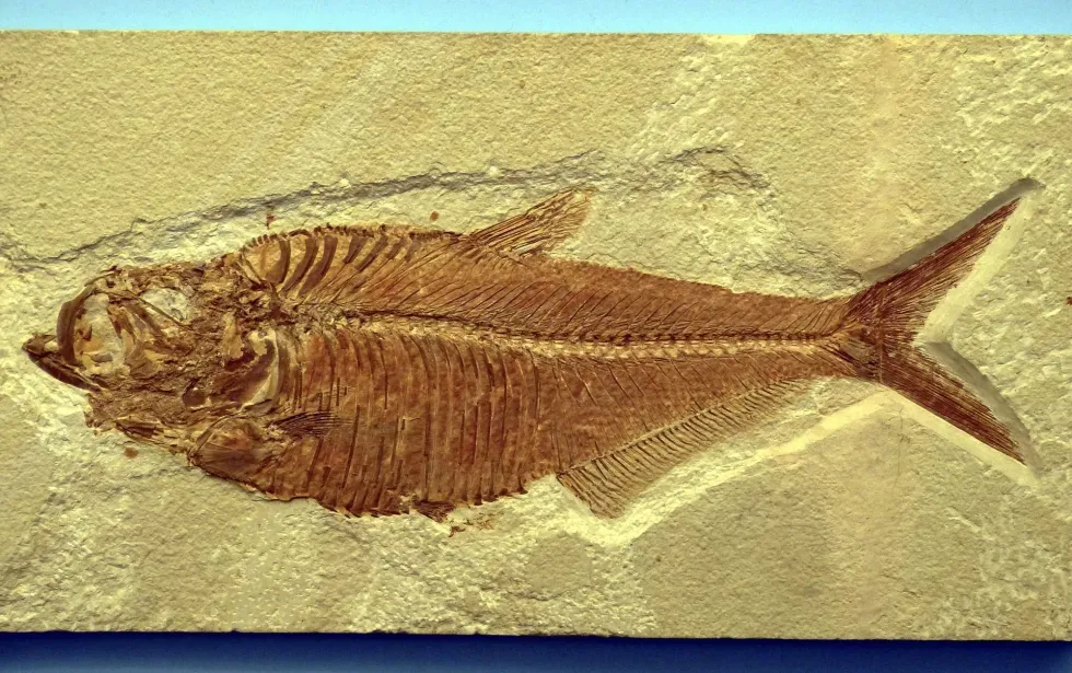 Living fossil of an ancient fish is intriguing to animal lovers.