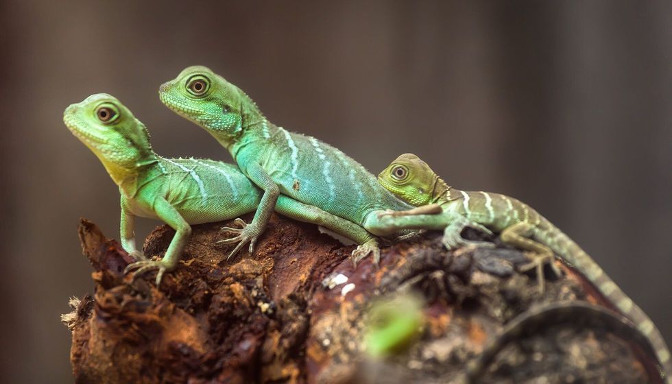 Lizard families together.