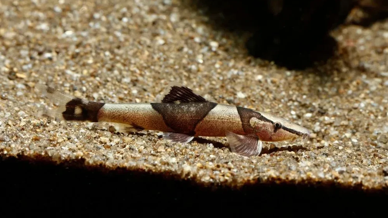 Lizard Leach Fun Lizard Loach Facts For Kids | Kidadl
