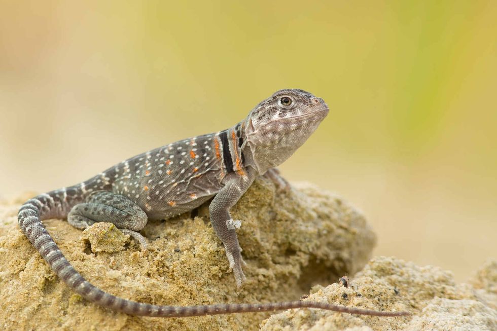 Lizard on stone.