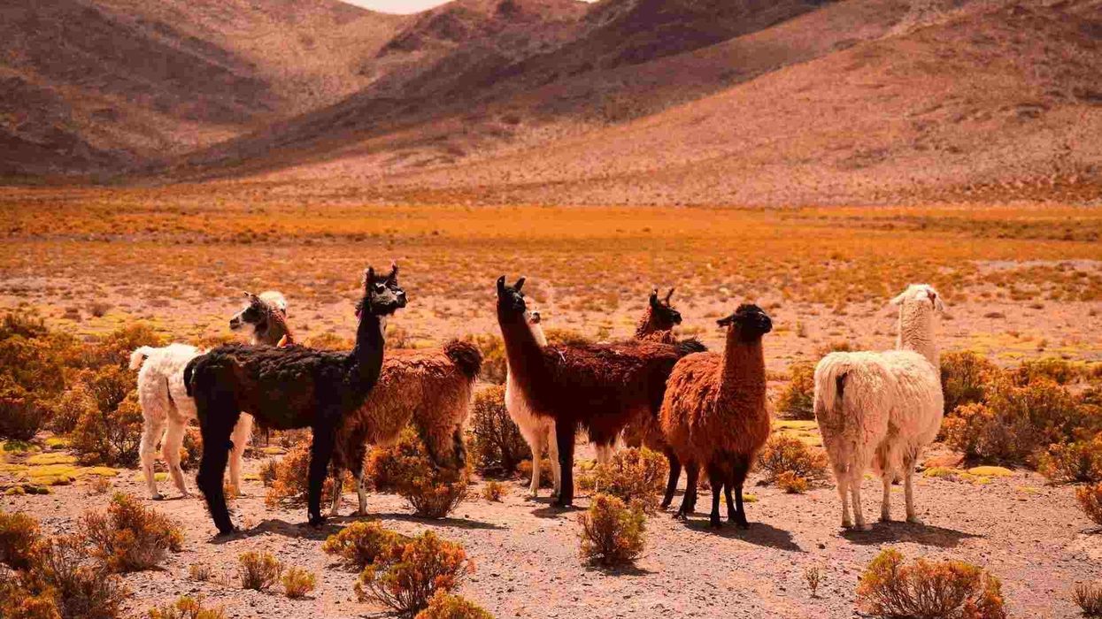 Llama facts include various fun facts about the animal