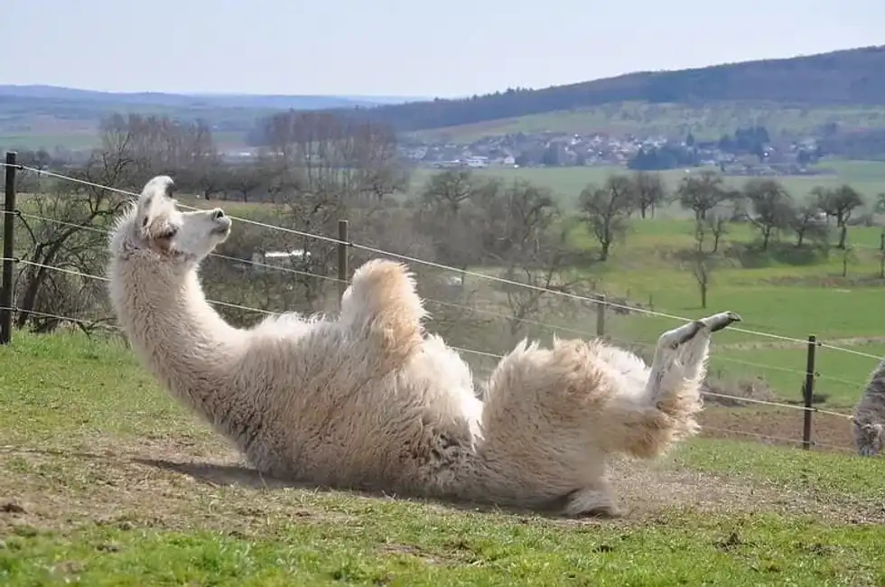 Llama lying oddly on its back in a field.