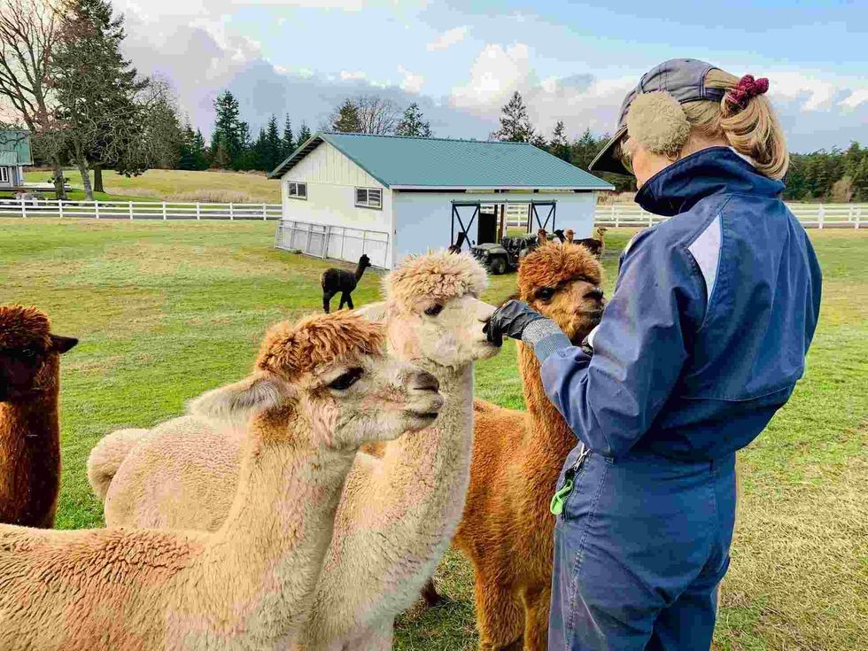 Llamas are given forage of grain supplements