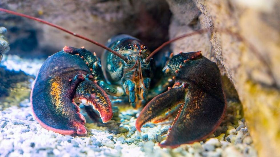 Lobster under water on a rocky bottom