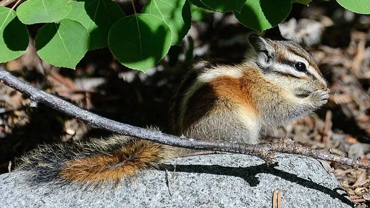 Lodgepole chipmunk facts are very interesting to study