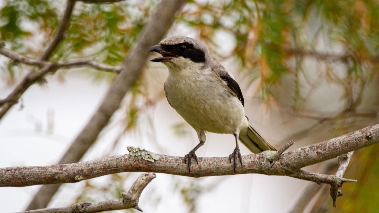 Loggerhead shrike facts on the endangered bird species with a hooked bill.