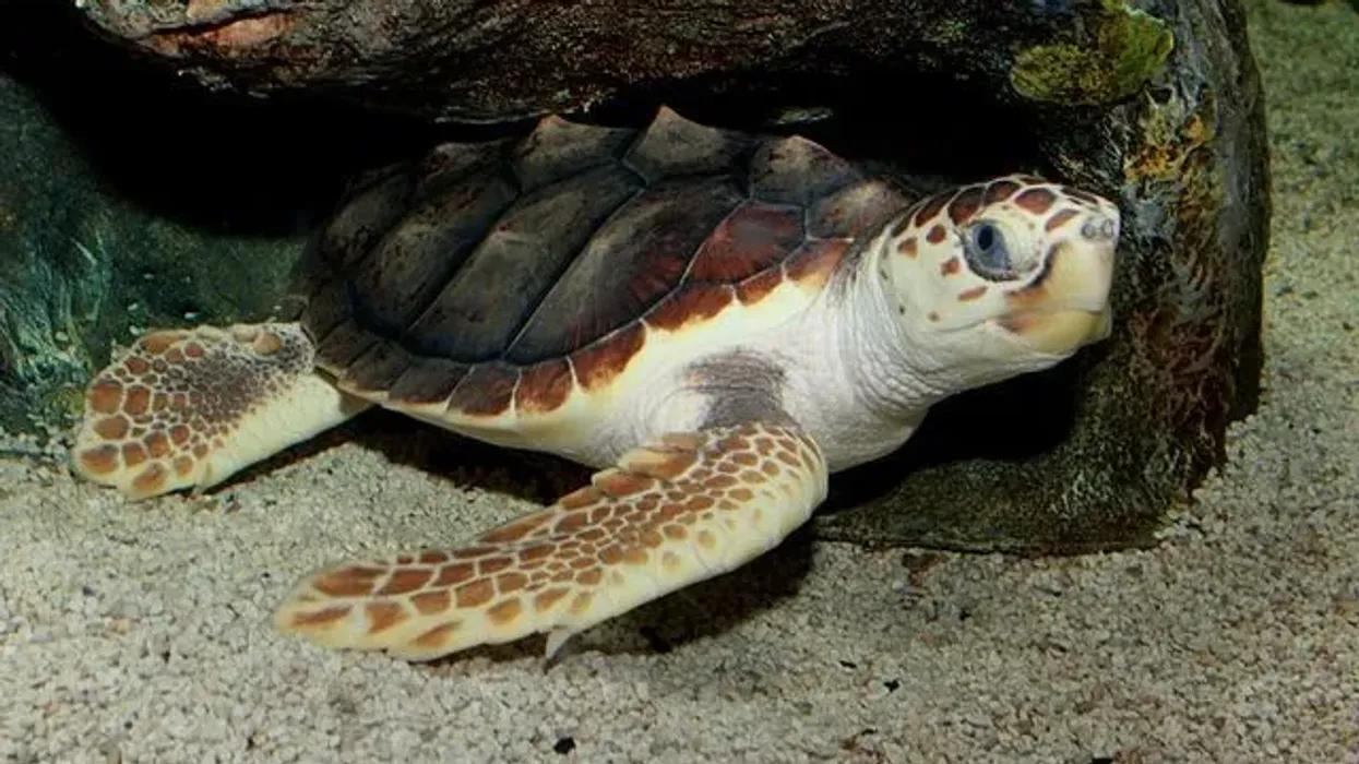 Loggerhead turtle facts are interesting to read.