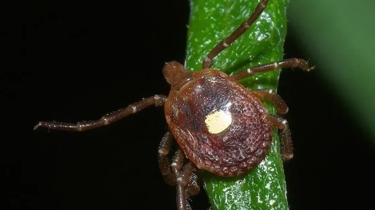 Lone star tick facts are about this species that can transmit diseases.