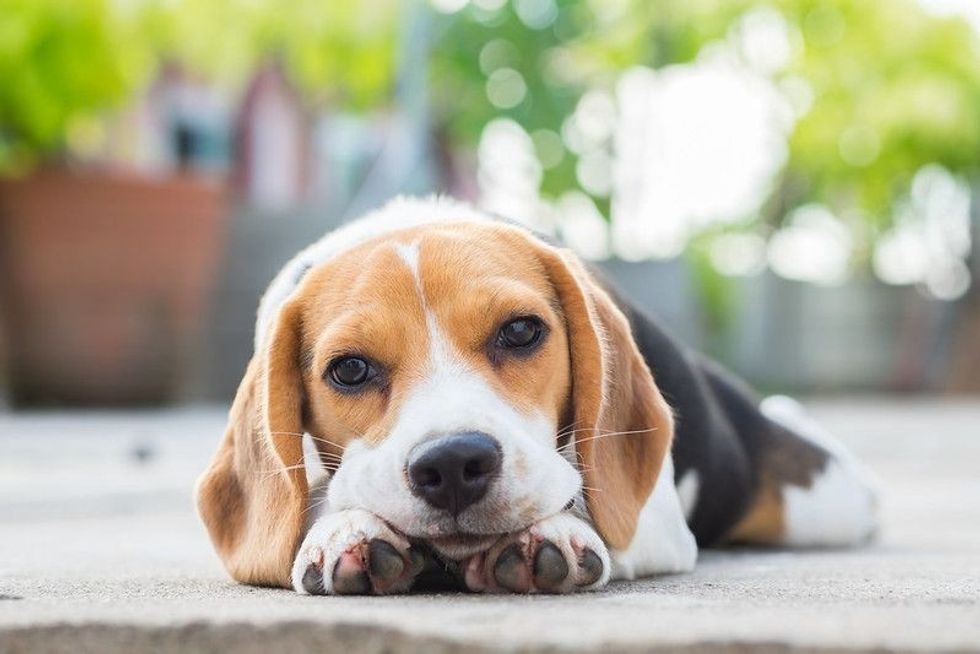 Lonely Beagle laying down calm on the ground.