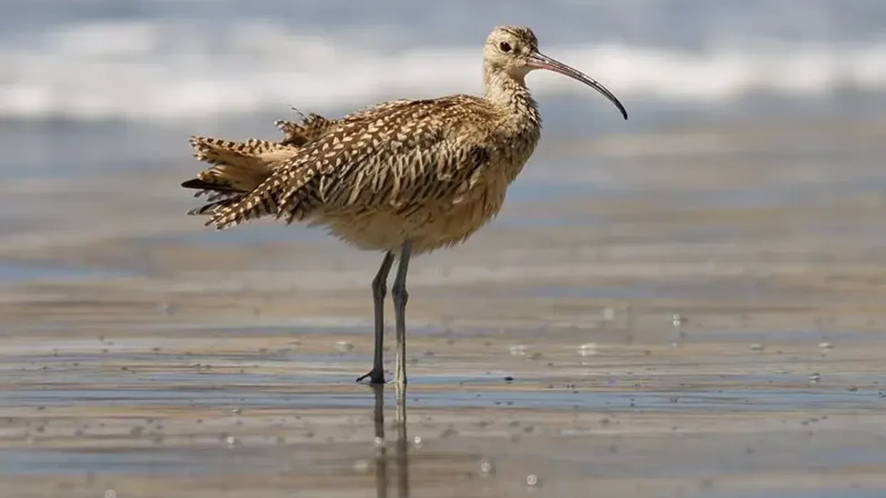 Long-billed curlew facts that it symbolizes new beginnings.