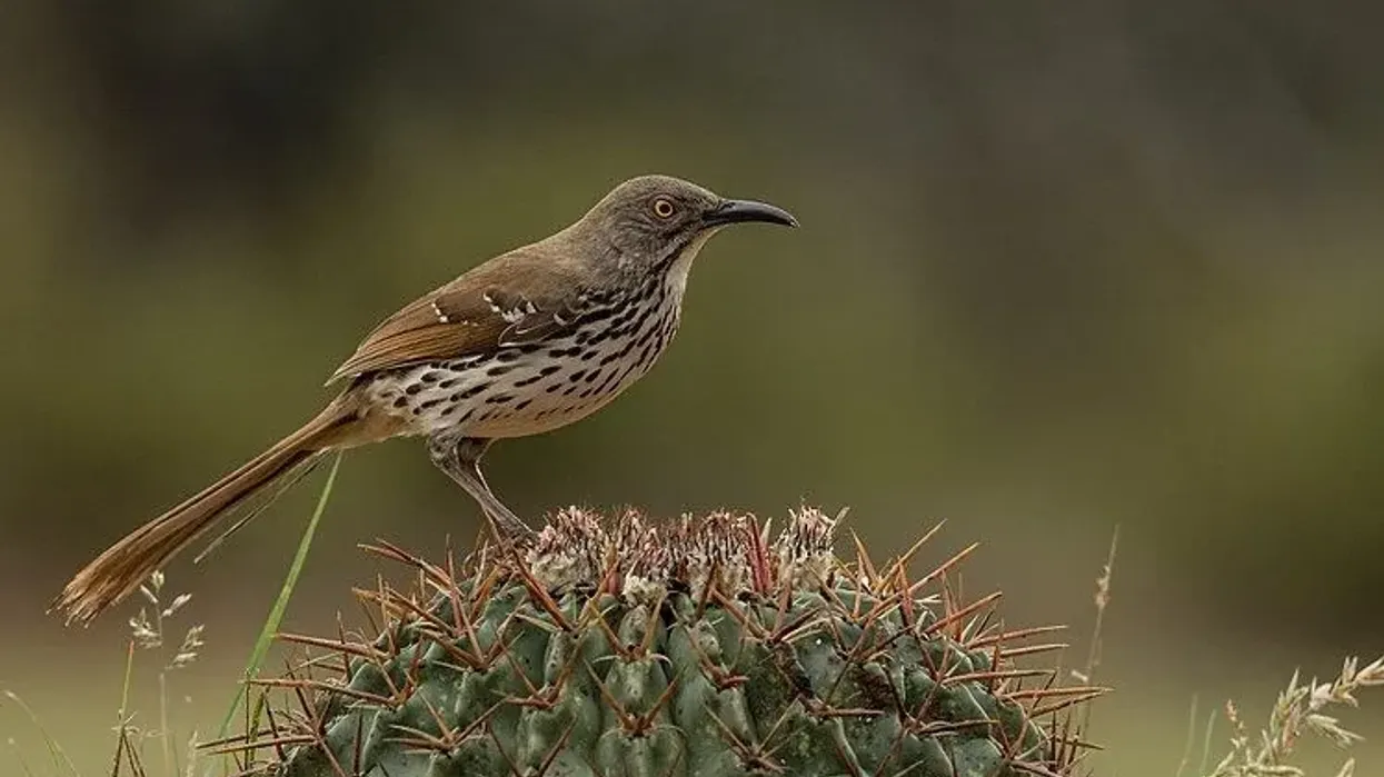 Long-billed thrasher facts, it is not known to mimicry other birds, birds of North America