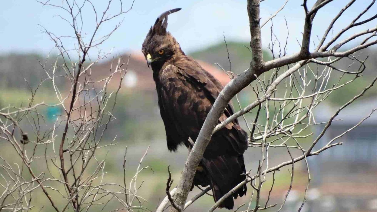 Long-crested eagle facts are about these birds of prey that perch on trees for hours to wait for prey.
