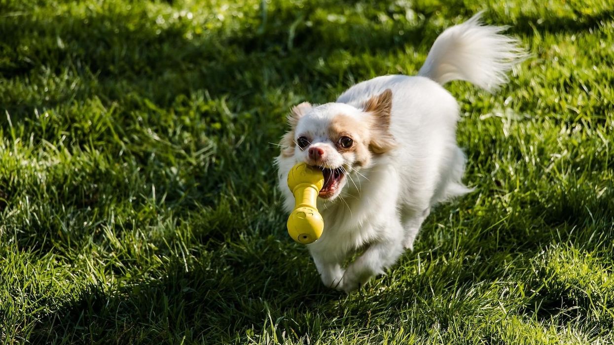 Long-haired Chihuahua facts are fascinating for everyone.
