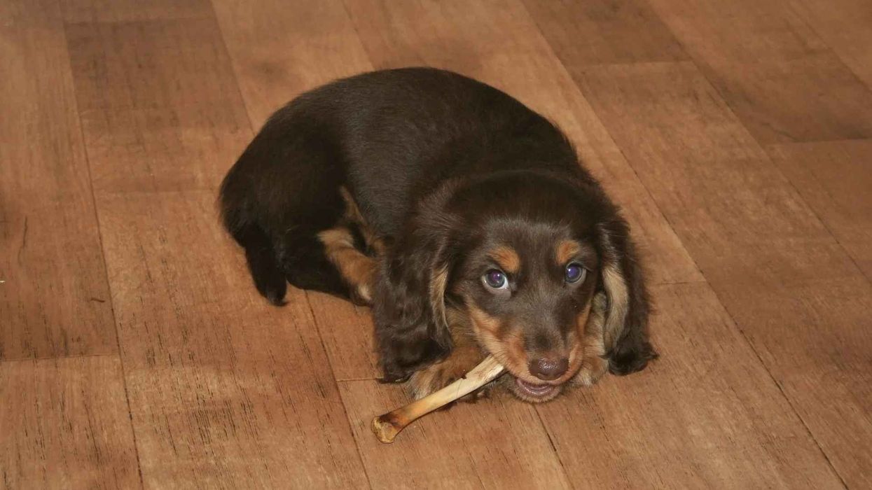 Long-haired Dachshunds are small scent-hounds.