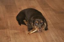 Long-haired Dachshunds are small scent-hounds.