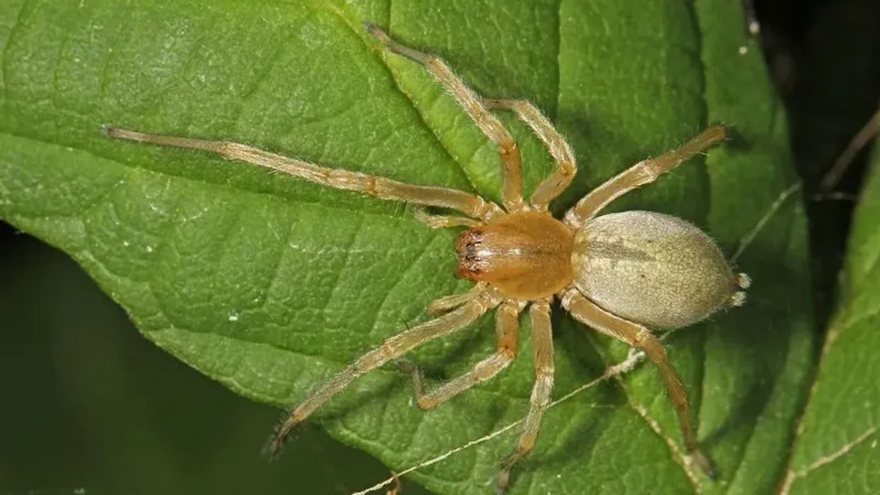 Long legged sac spider facts about the yellow sac spiders.