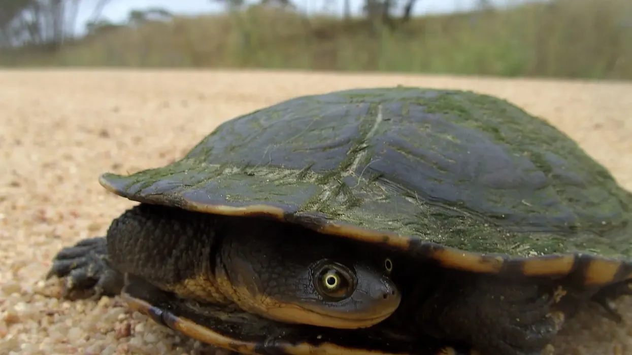 Long-neck turtle facts tell us about the populations of the animal.