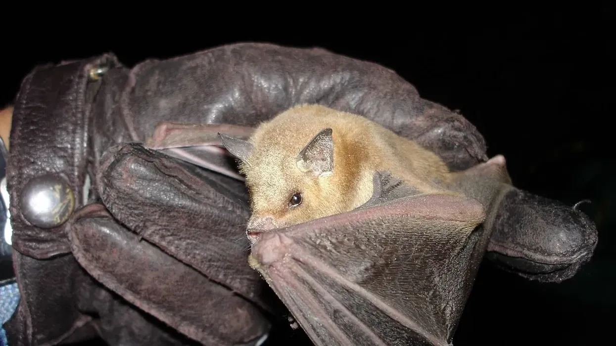 Long-nosed bat facts are interesting.