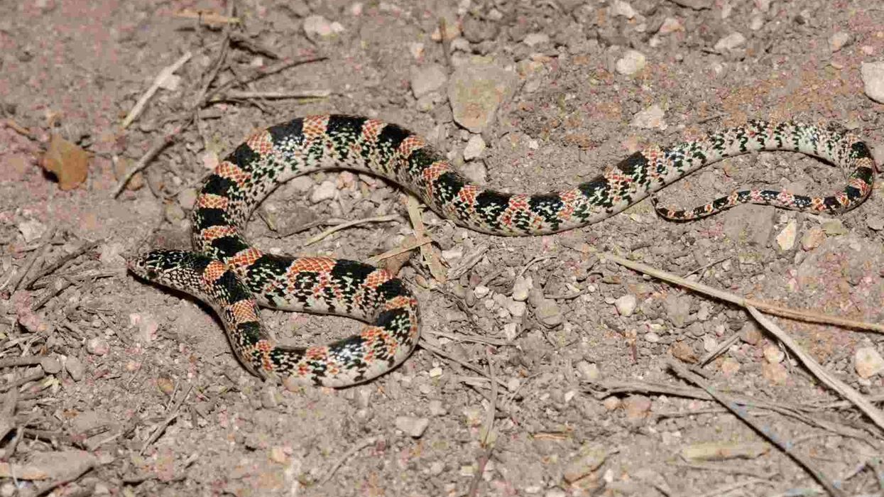 Long-nosed snake facts talk about how this reptile is found in California.