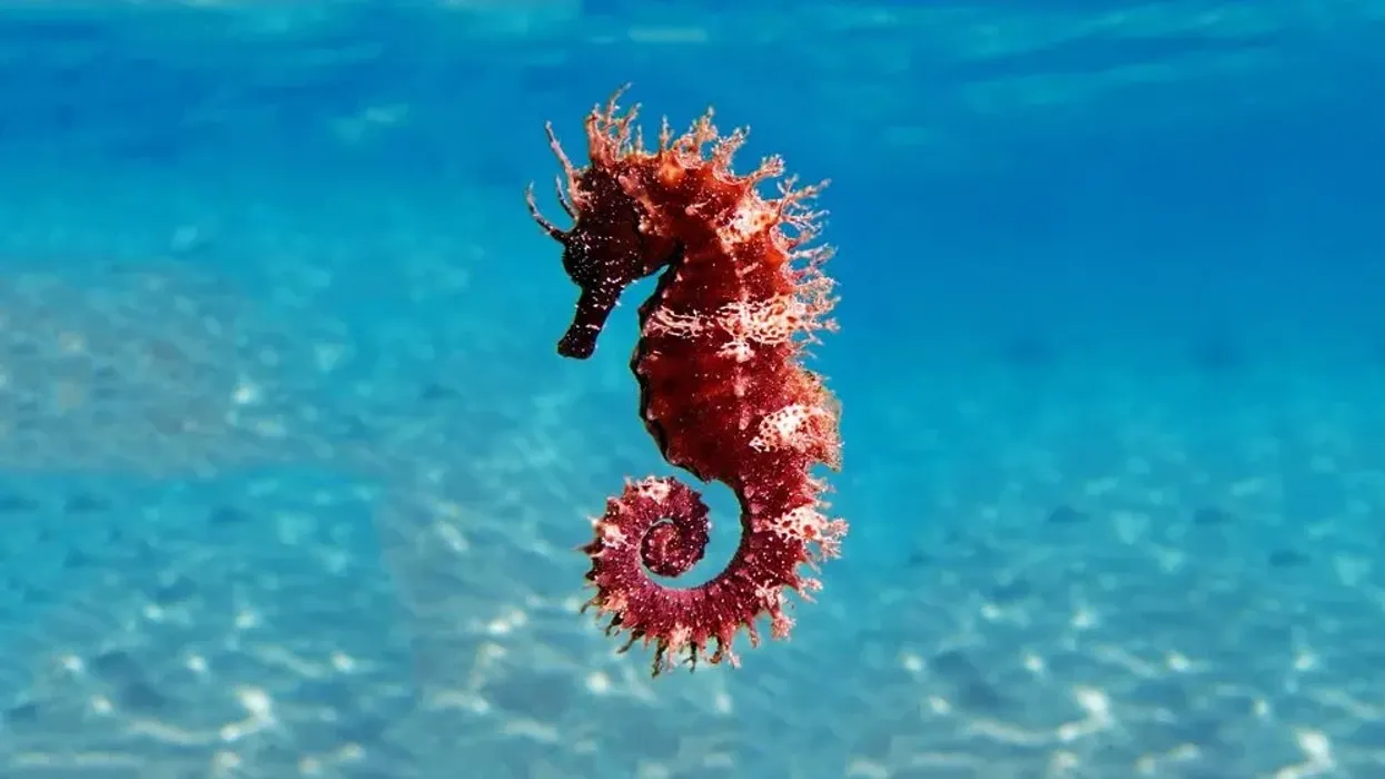 Long-snouted seahorse facts are interesting