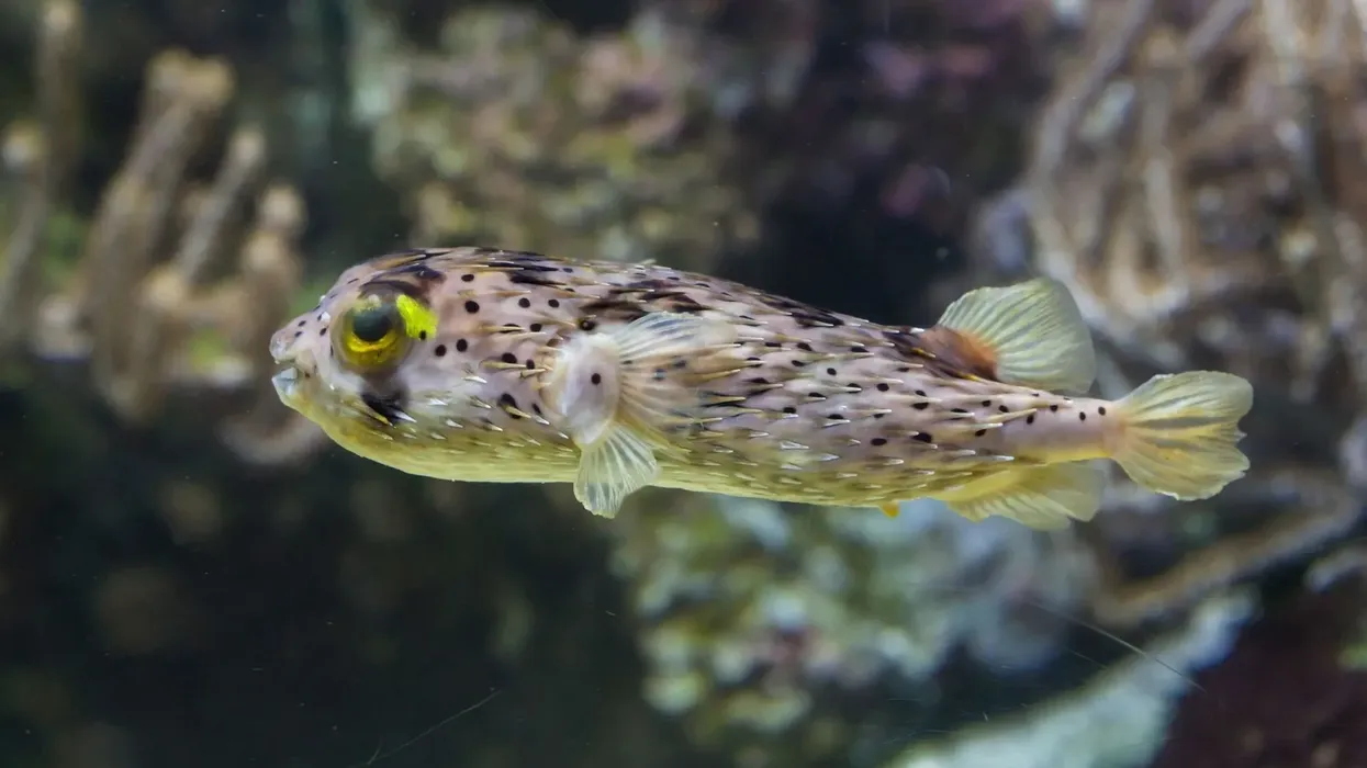 Long-spine porcupinefish facts are fun and tell us much about this aquarium fish.