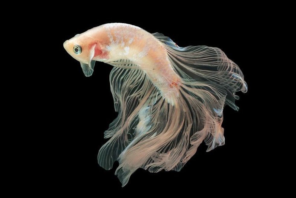 Long tail betta fish in black background.