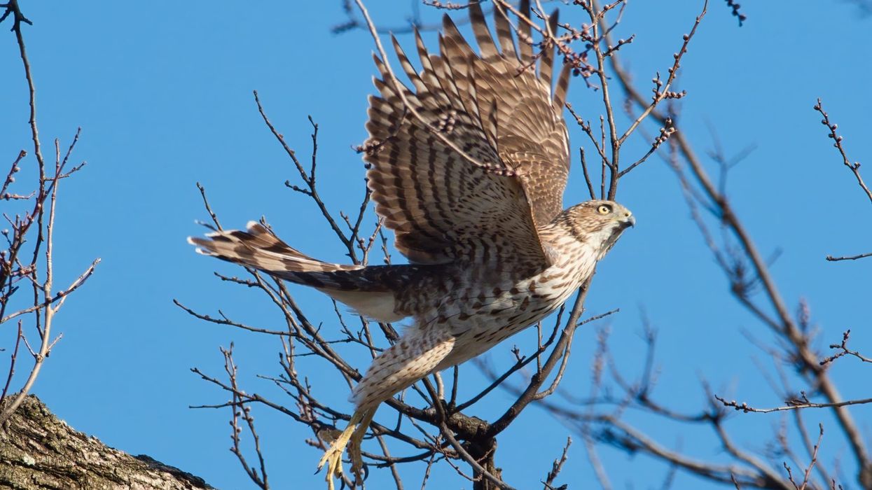 Long-tailed hawk facts are interesting.